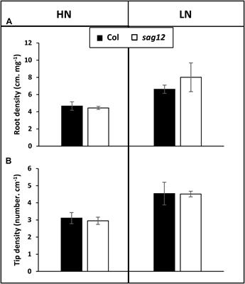 A New Role for SAG12 Cysteine Protease in Roots of Arabidopsis thaliana